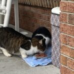 Taking Care of Feral and Stray Cats During Winter